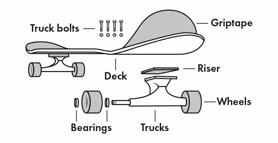 Skateboard Deck Anatomy